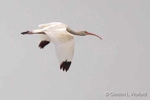 White Ibis In Flight_34318.jpg - White Ibis (Eudocimus albus)Photographed at the Magic Ridge Bird Sanctuary on the Gulf coast near Port Lavaca, Texas, USA.